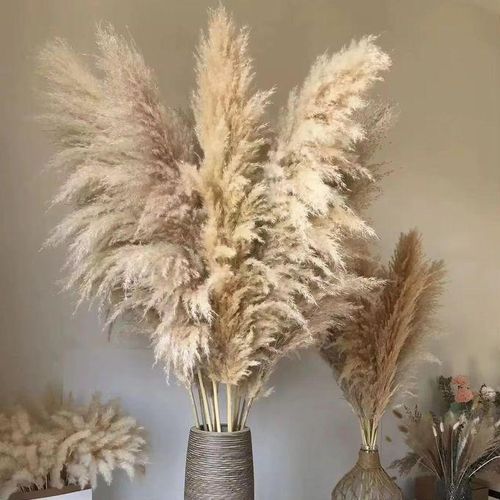 Natural dried Pampas Grass Decor