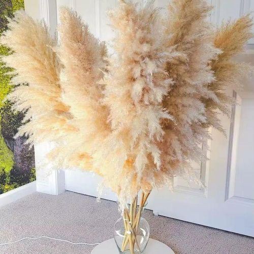 Natural dried Pampas Grass Decor